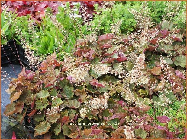 Heuchera 'Brownies' | Purperklokje | Purpurglöckchen