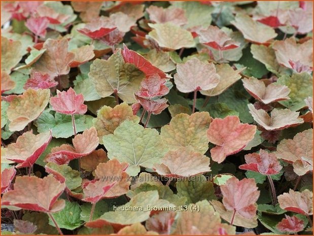 Heuchera 'Brownies' | Purperklokje | Purpurglöckchen