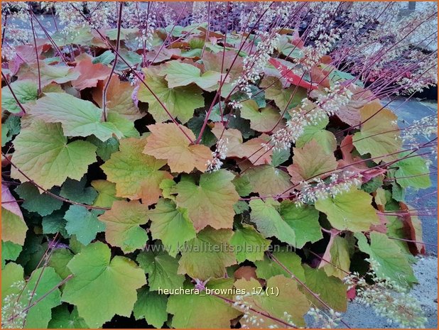 Heuchera 'Brownies' | Purperklokje | Purpurglöckchen