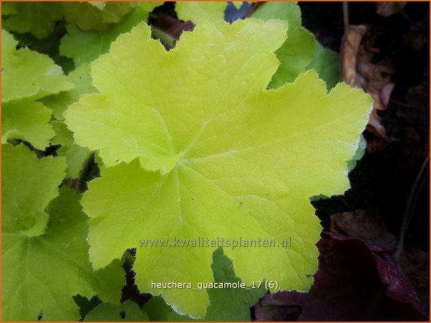 Heuchera 'Guacamole' | Purperklokje | Purpurglöckchen