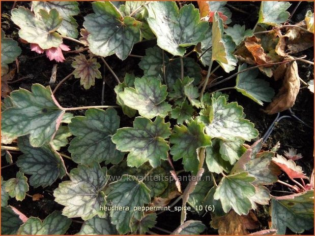 Heuchera 'Peppermint Spice' | Purperklokje | Purpurglöckchen