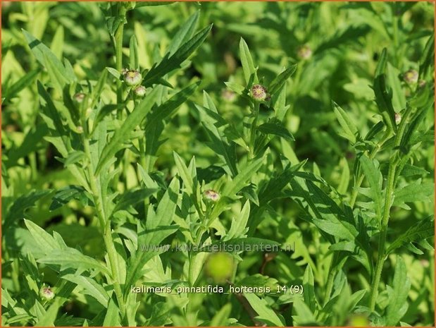 Kalimeris pinnatifida 'Hortensis' | Zomeraster | Fiederspaltige Schönaster