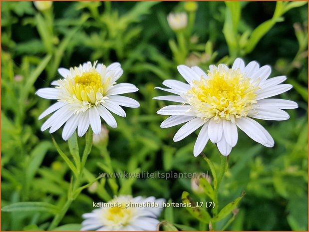 Kalimeris pinnatifida 'Hortensis' | Zomeraster | Fiederspaltige Schönaster