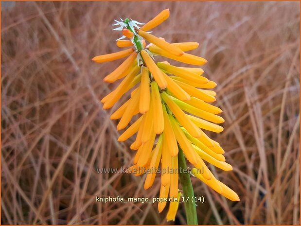 Kniphofia 'Mango Popsicle' | Vuurpijl, Fakkellelie | Fackellilie