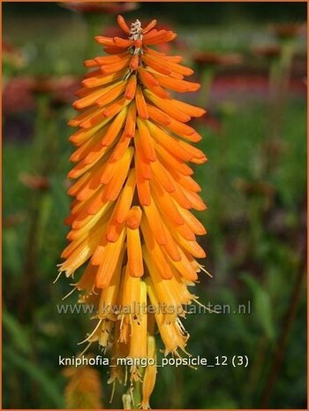 Kniphofia 'Mango Popsicle' | Vuurpijl, Fakkellelie | Fackellilie