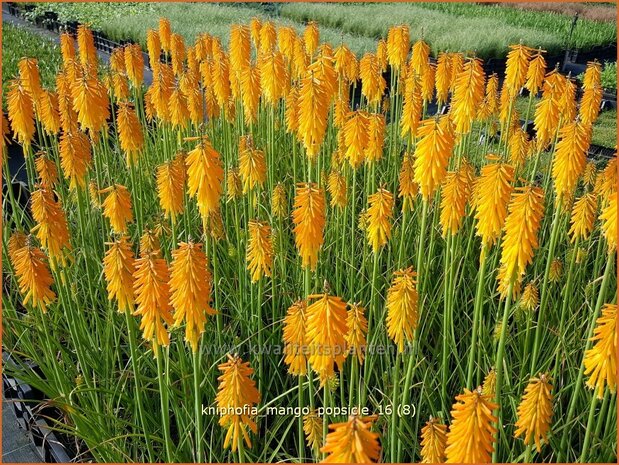 Kniphofia 'Mango Popsicle' | Vuurpijl, Fakkellelie | Fackellilie