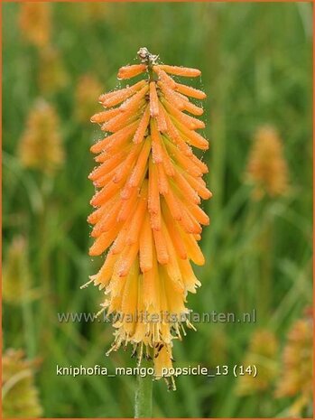 Kniphofia 'Mango Popsicle' | Vuurpijl, Fakkellelie | Fackellilie