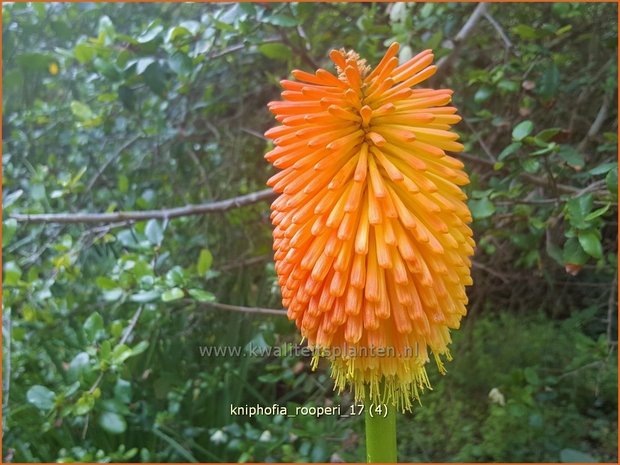 Kniphofia rooperi | Vuurpijl, Fakkellelie | Fackellilie