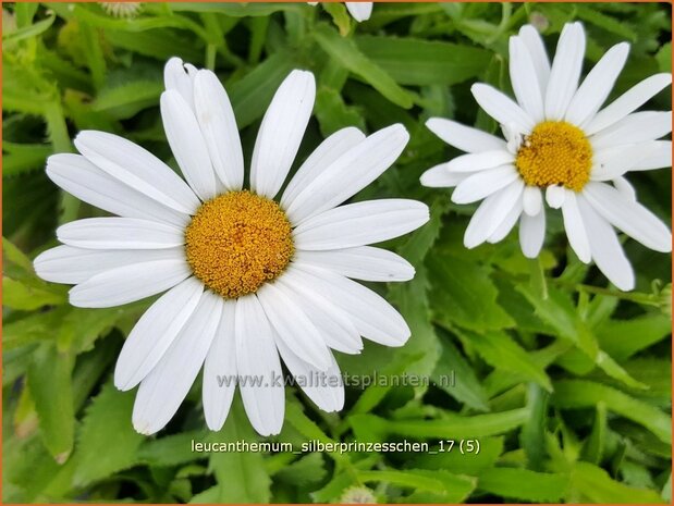 Leucanthemum 'Silberprinzesschen' | Margriet | Grossblumige Margerite