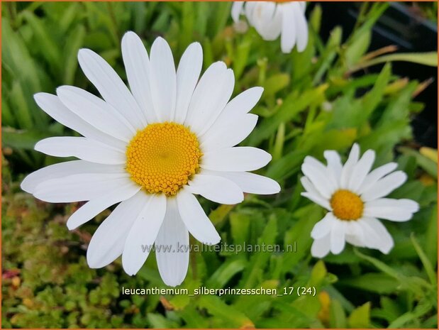 Leucanthemum 'Silberprinzesschen' | Margriet | Grossblumige Margerite