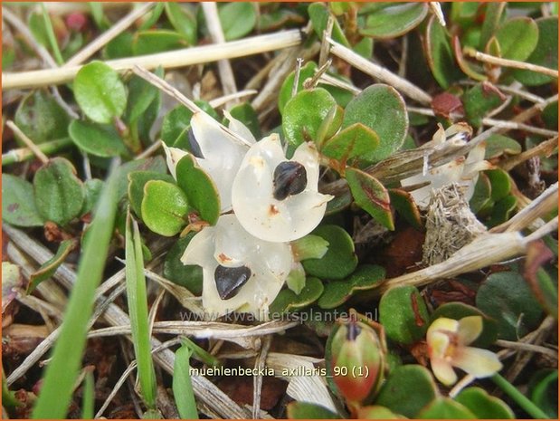 Muehlenbeckia axillaris | Teppich-Drahtstrauch