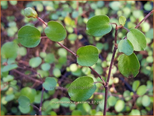 Muehlenbeckia axillaris | Teppich-Drahtstrauch