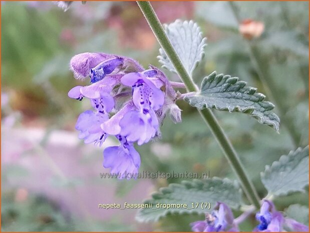 Nepeta faassenii 'Dropmore' | Kattenkruid | Blaue Katzenminze