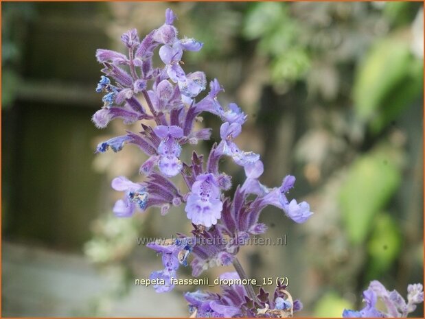 Nepeta faassenii 'Dropmore' | Kattenkruid | Blaue Katzenminze