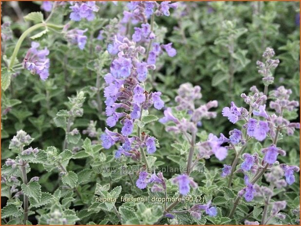 Nepeta faassenii 'Dropmore' | Kattenkruid | Blaue Katzenminze