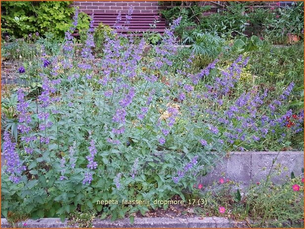 Nepeta faassenii 'Dropmore' | Kattenkruid | Blaue Katzenminze