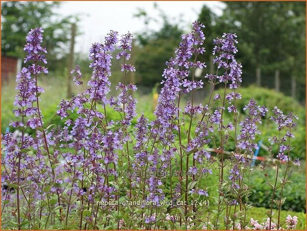 Nepeta grandiflora 'Wild Cat' | Kattenkruid | Großblütige Katzenminze