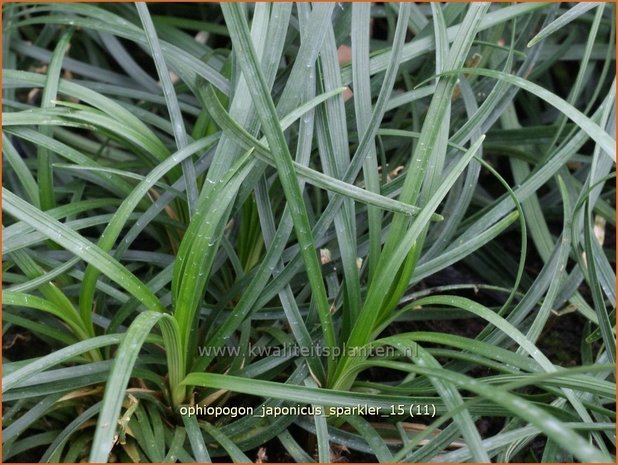 Ophiopogon japonicus 'Sparkler' | Japans slangengras, Slangenbaard | Japanischer Schlangenbart