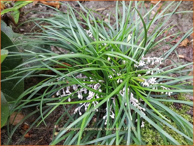 Ophiopogon japonicus 'Sparkler' | Japans slangengras, Slangenbaard | Japanischer Schlangenbart