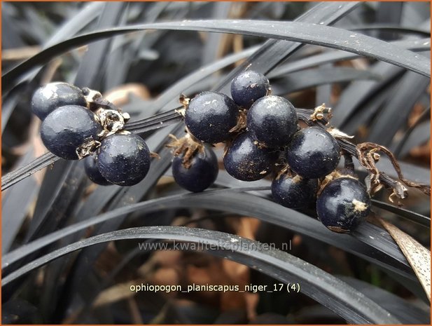 Ophiopogon planiscapus 'Niger' | Slangenbaard | Flachschäftiger Schlangenbart