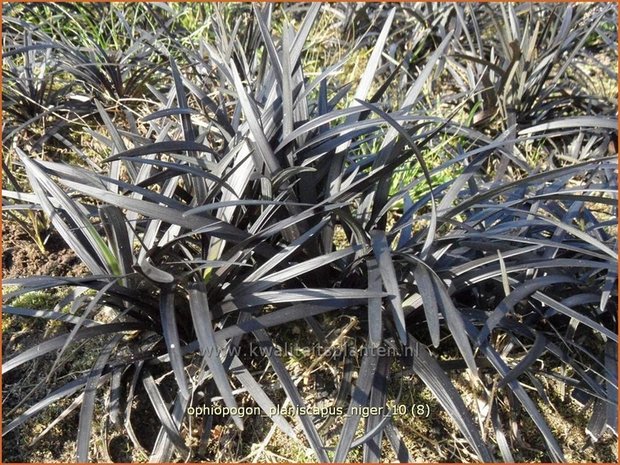 Ophiopogon planiscapus 'Niger' | Slangenbaard | Flachschäftiger Schlangenbart