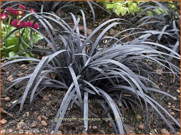 Ophiopogon planiscapus 'Niger' | Slangenbaard | Flachschäftiger Schlangenbart