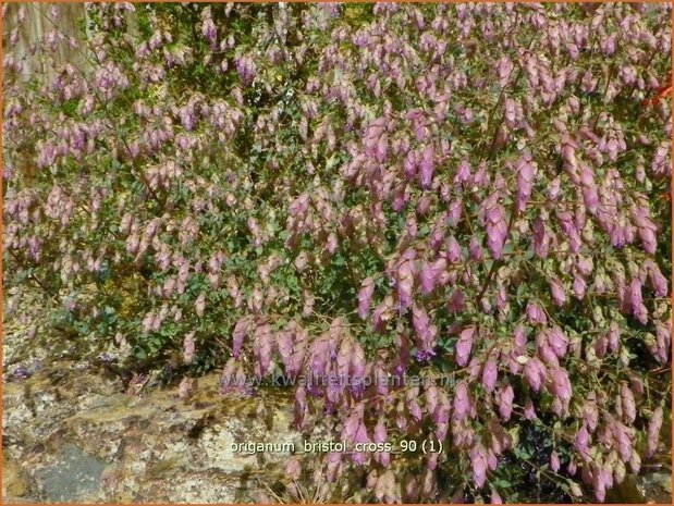 Origanum 'Bristol Cross' | Hopmarjolein, Majoraan, Marjolein | Rundblättriger Dost