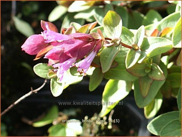 Origanum 'Bristol Cross' | Hopmarjolein, Majoraan, Marjolein | Rundblättriger Dost