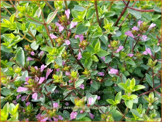 Origanum laevigatum 'Aromaticum' | Marjolein, Majoraan | Glatter Dost