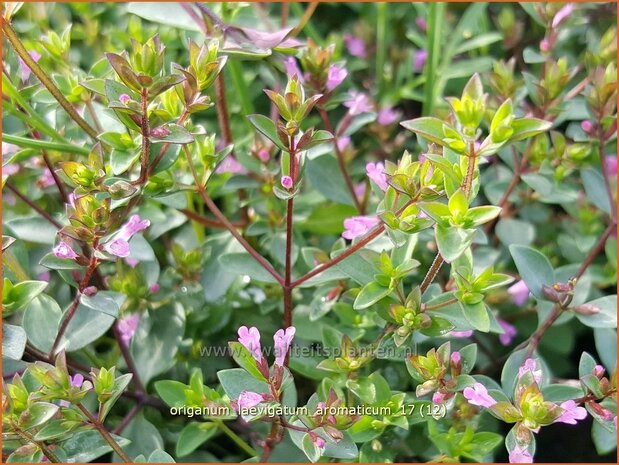 Origanum laevigatum 'Aromaticum' | Marjolein, Majoraan | Glatter Dost