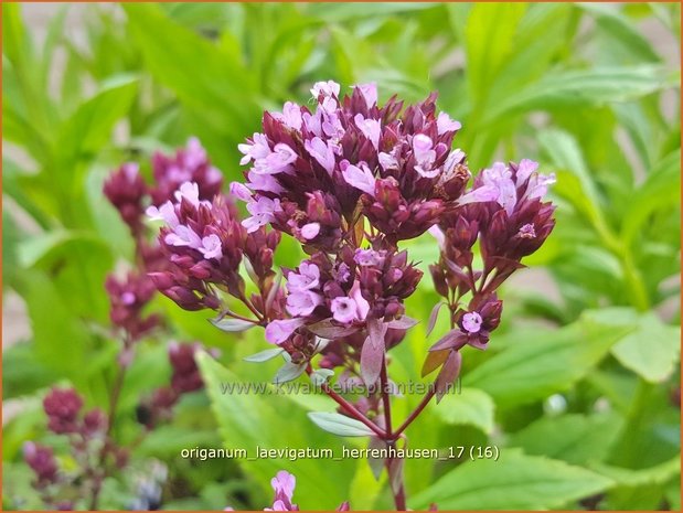 Origanum laevigatum 'Herrenhausen' | Marjolein, Majoraan | Glatter Dost