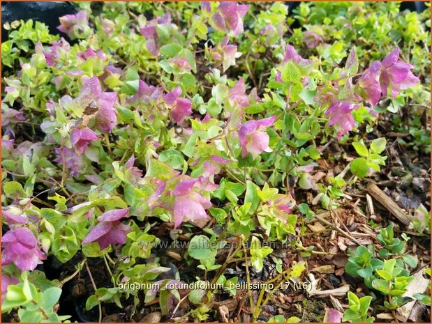 Origanum rotundifolium 'Bellissimo' | Hopmarjolein, Majoraan, Marjolein | Rundblättriger Dost