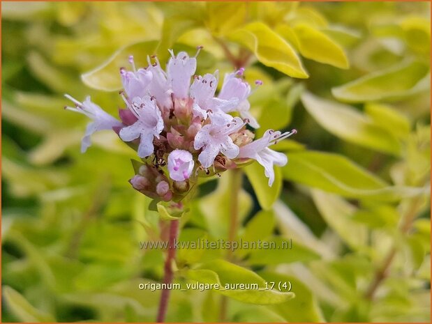 Origanum vulgare 'Aureum' | Oregano, Marjolein, Majoraan | Gewöhnlicher Dost