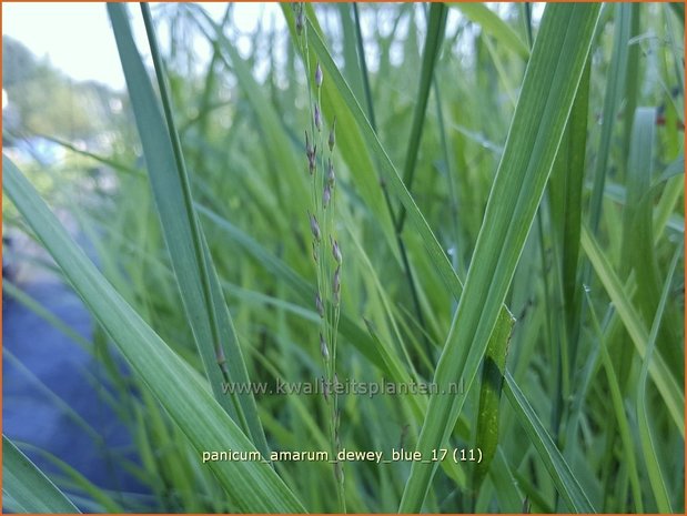 Panicum amarum 'Dewey Blue' | Vingergras, Parelgierst | Küstenrutenhirse