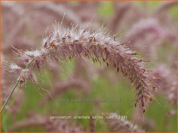 Pennisetum orientale 'Karley Rose' | Lampenpoetsersgras, Borstelveergras | Orientalisches Lampenputzergras