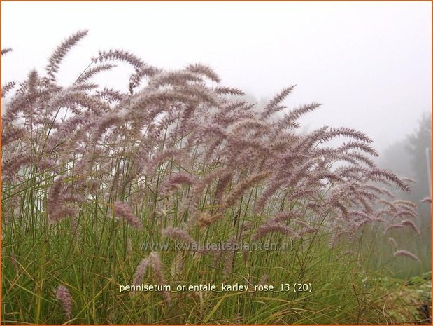 Pennisetum orientale 'Karley Rose' | Lampenpoetsersgras, Borstelveergras | Orientalisches Lampenputzergras