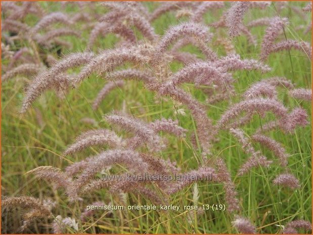 Pennisetum orientale 'Karley Rose' | Lampenpoetsersgras, Borstelveergras | Orientalisches Lampenputzergras