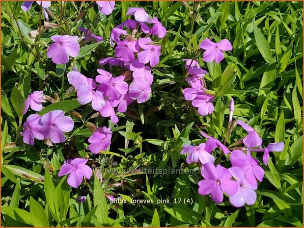 Phlox 'Forever Pink' | Hoge vlambloem, Vlambloem, Flox, Floks | Hohe Flammenblume | Border Phlox