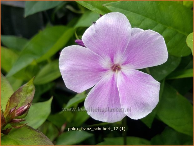 Phlox 'Franz Schubert' | Hoge vlambloem, Vlambloem, Flox, Floks | Hohe Flammenblume