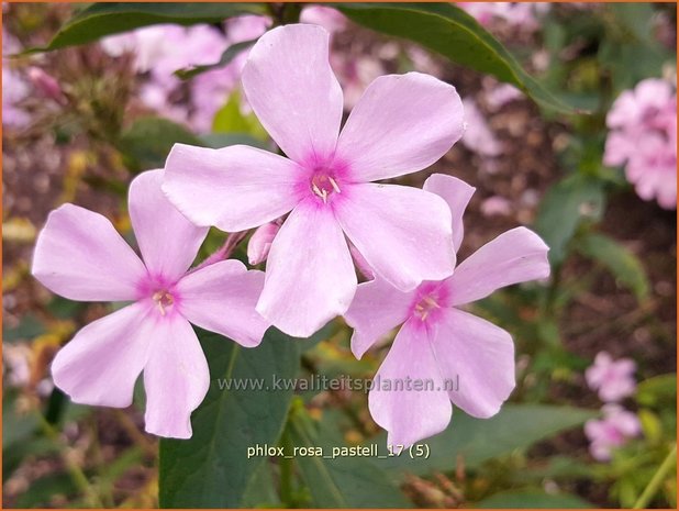 Phlox 'Rosa Pastell' | Hoge vlambloem, Vlambloem, Flox, Floks | Hohe Flammenblume