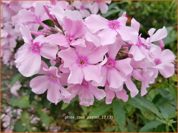 Phlox 'Rosa Pastell' | Hoge vlambloem, Vlambloem, Flox, Floks | Hohe Flammenblume