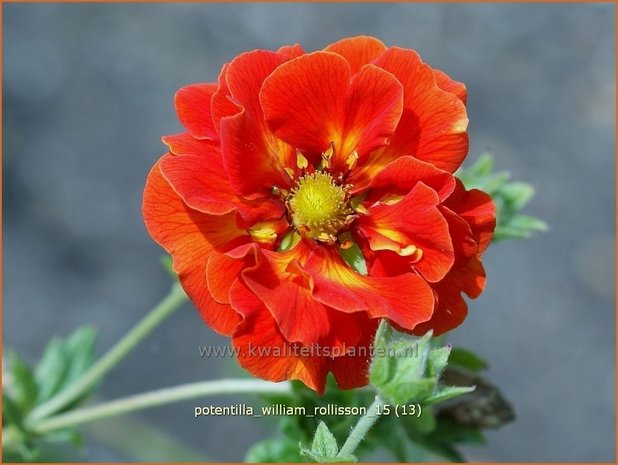 Potentilla 'William Rollisson' | Ganzerik | Fingerkraut