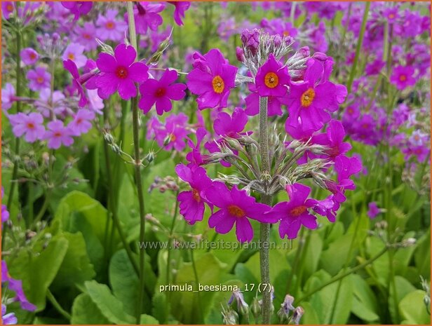 Primula beesiana | Etageprimula, Sleutelbloem | Etagen-Schüsselblume