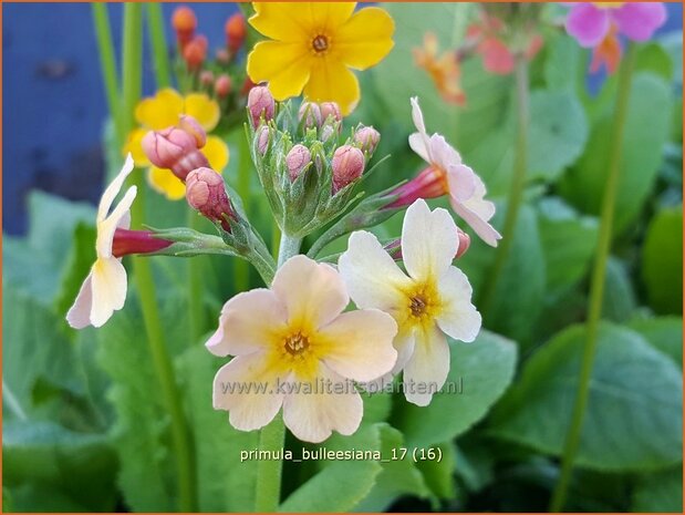 Primula bulleesiana | Etageprimula, Sleutelbloem | Terrakotta-Etagen-Schlüsselblume