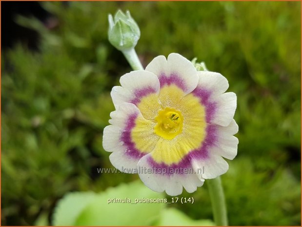 Primula pubescens | Aurikel, Sleutelbloem | Aurikel