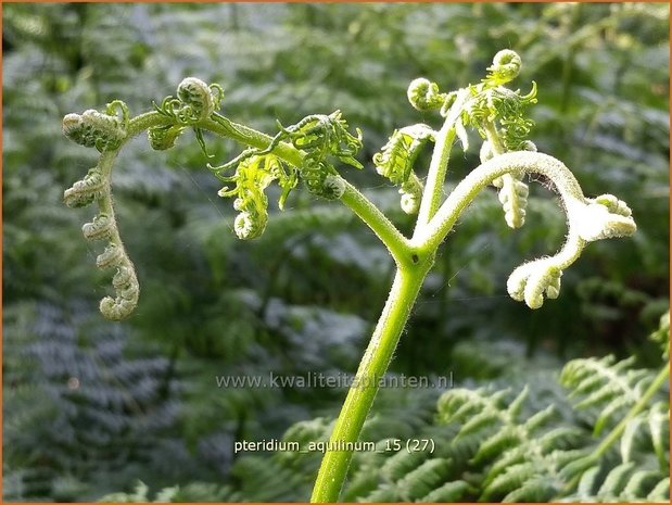 Pteridium aquilinum | Adelaarsvaren | Adlerfarn