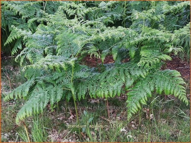 Pteridium aquilinum | Adelaarsvaren | Adlerfarn