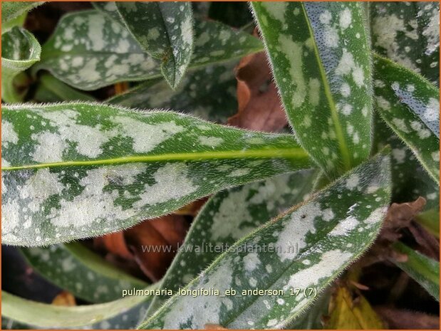 Pulmonaria longifolia 'E.B. Anderson' | Longkruid | Langblättriges Lungenkraut