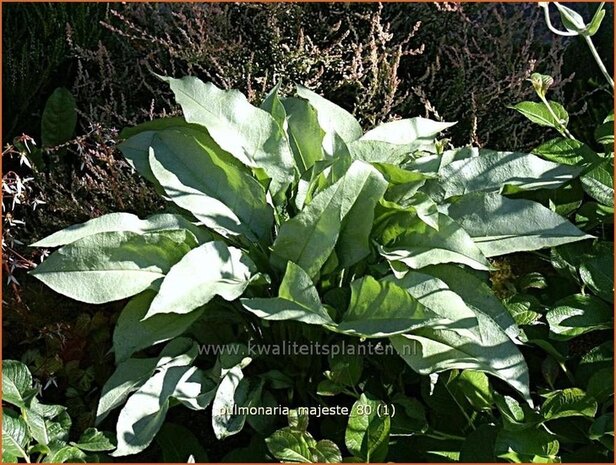 Pulmonaria 'Majeste' | Longkruid | Lungenkraut