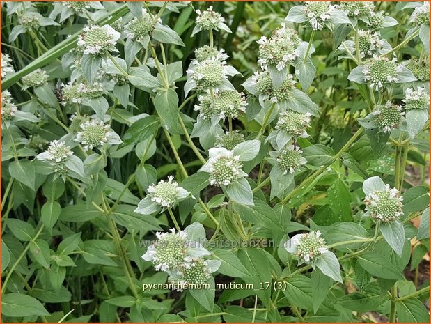 Pycnanthemum muticum | Bergmunt | Grannenlose Scheinbergminze | Big Leaf Mountain Mint